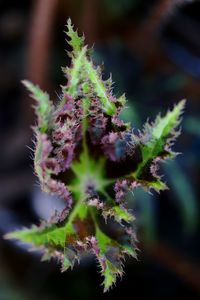 Close-up of purple flowering plant