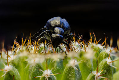 Close-up of insect on plant