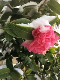 Close-up of pink rose blooming outdoors