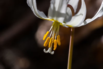 Close-up of white rose flower