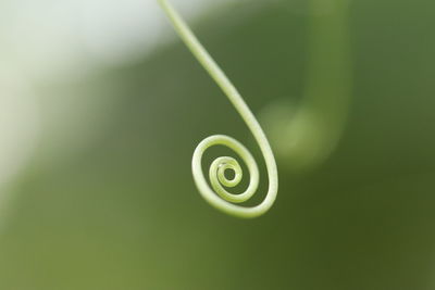 Close-up of spiral leaf