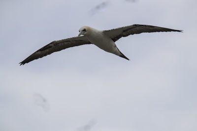 Low angle view of gannet flying against sky