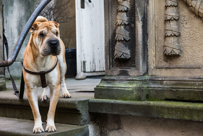 Dog standing by built structure in city