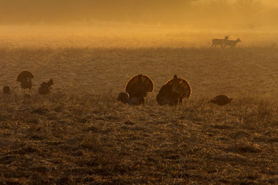 Wild  turkeys in field