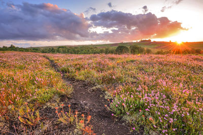 Scenic view of field against sky during sunset