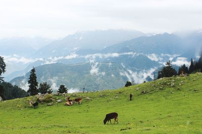 Cows grazing in a field