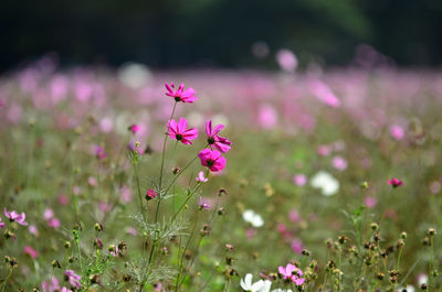 Close-up of pink flowering plants on field