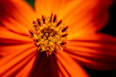 Close-up of orange flower pollen