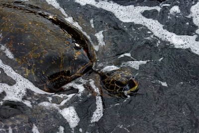 High angle view of turtle in water