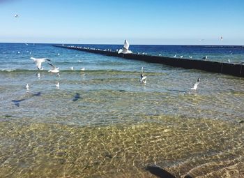 Seagulls flying over sea against sky