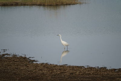 View of bird on beach