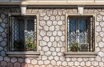 Potted plant on window of building