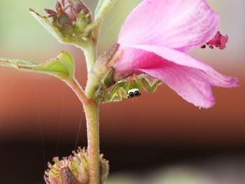 Close-up of insect on pink flower