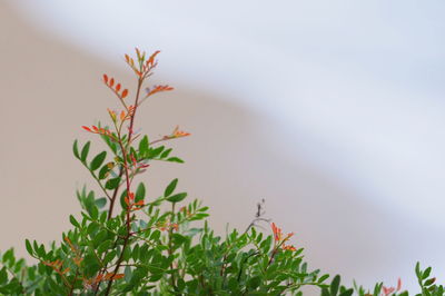 Low angle view of flowering plant against sky