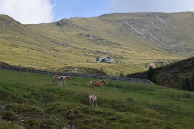 Sheep grazing on field against sky