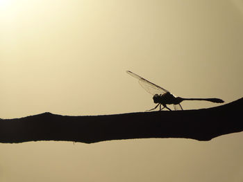 Close-up of silhouette perching on pole against clear sky