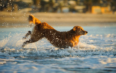 Dog splashing water during winter