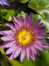 Close-up of purple flower blooming outdoors