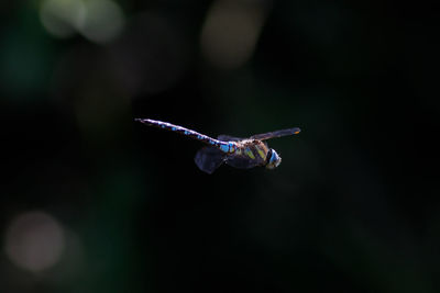 Close-up of a bird flying