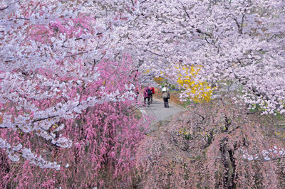 High angle view of people on pink cherry blossom
