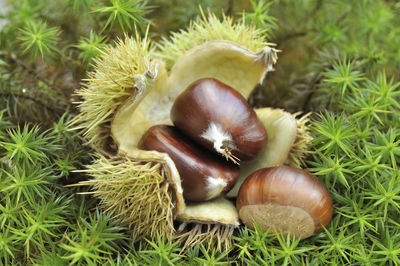 High angle view of fruits on field