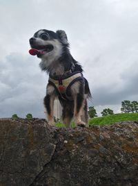 Low angle view of dog looking away