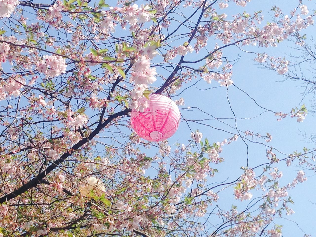 tree, low angle view, branch, flower, blossom, freshness, cherry blossom, cherry tree, growth, fragility, sky, pink color, nature, clear sky, beauty in nature, springtime, day, in bloom, built structure, fruit tree