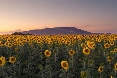 Scenic view of sunflower field against sky during sunset