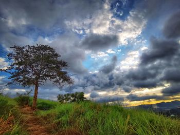 Trees on field against sky