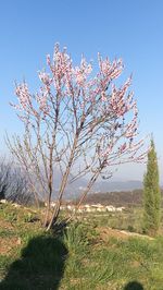 Close-up of fresh flower tree against clear sky