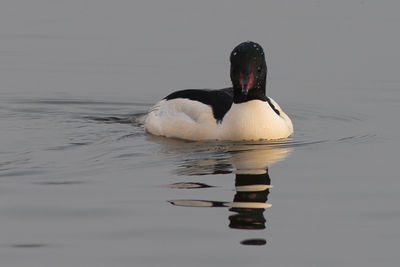 Swan swimming in lake