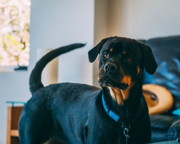 Close-up of dog looking away at home