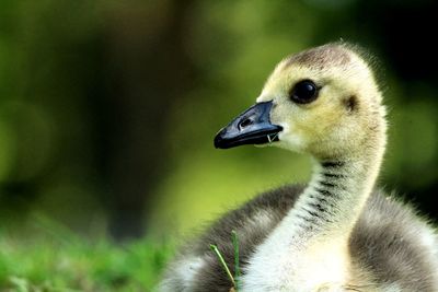 Close-up of a bird