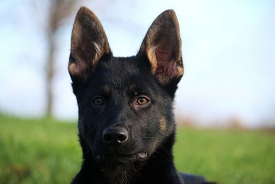 Portrait of black dog on land