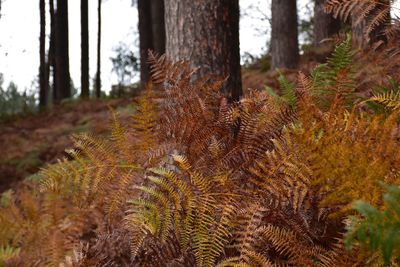 Close-up of tree in forest