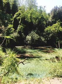 Scenic view of lake in forest