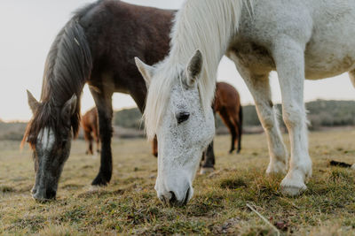 Horse grazing on field