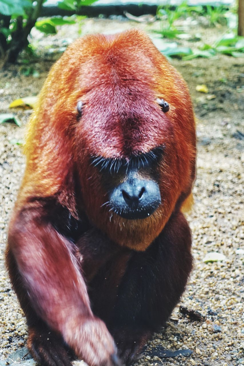 CLOSE-UP PORTRAIT OF MONKEY