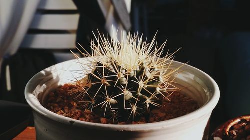 Close-up of potted cactus