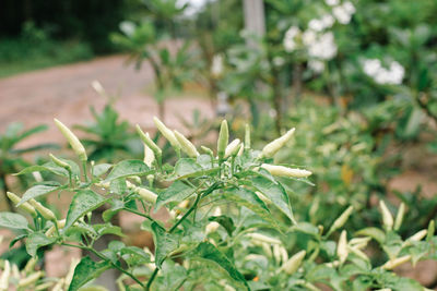 Close-up of plant growing on field