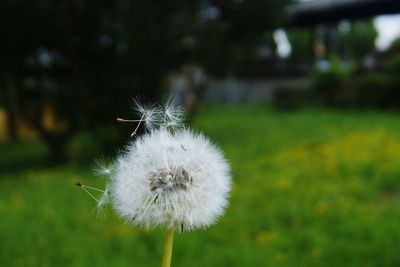Close-up of dandelion against blurred background