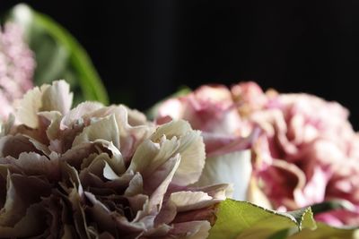 Close-up of pink roses