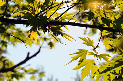 Low angle view of flowering plant against sky