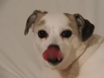 Close-up portrait of dog