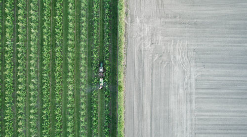 High angle view of corn field