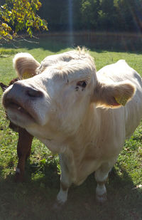 Cow in a field