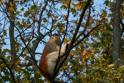 The common patas monkey erythrocebus patas, the wadi monkey or hussar monkey climbing on a tree