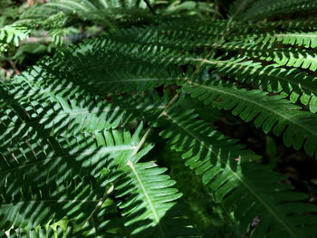 Close-up of fern leaves