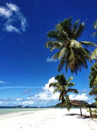 Palm trees on beach against blue sky