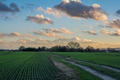 Scenic view of agricultural field against sky during sunset